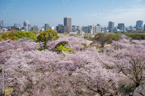 Fukuoka Sakura Season 