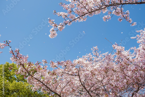 Fukuoka Sakura Season 