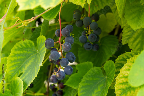 Riverbank grapes (Vitis riparia) and green leaves