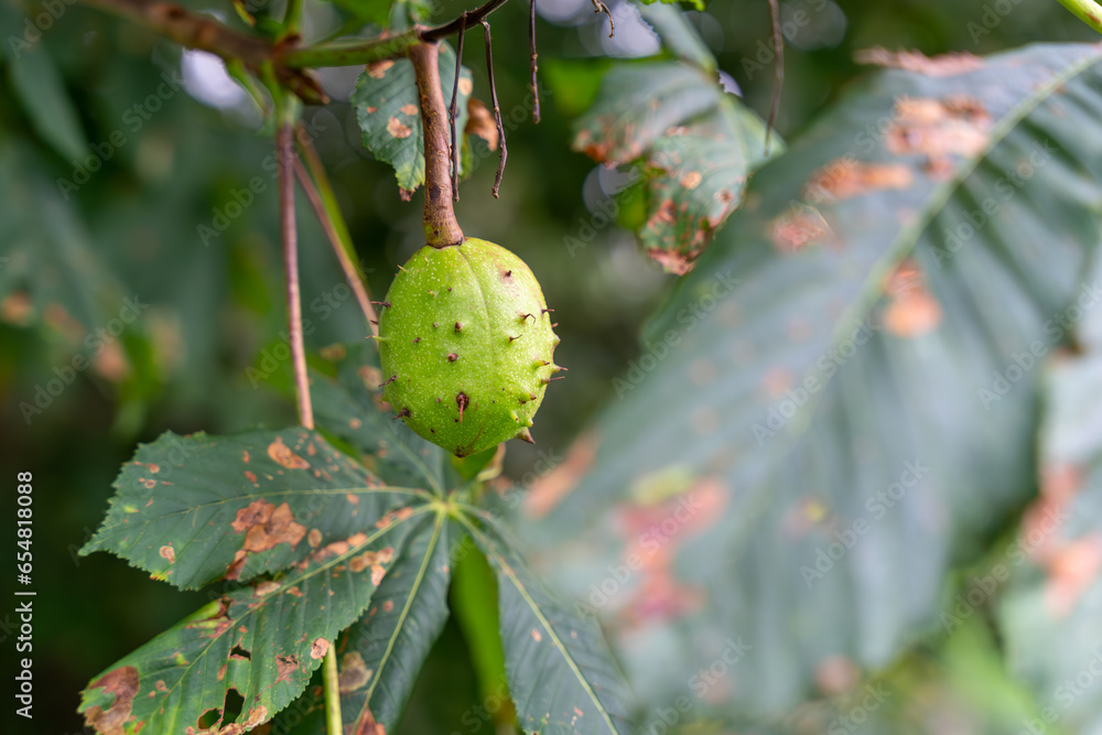 Horse chestnut (Aesculus hippocastanum) conker shell hanging from tree branch Horse chestnut (Aesculus hippocastanum) conker shell hanging from tree branch