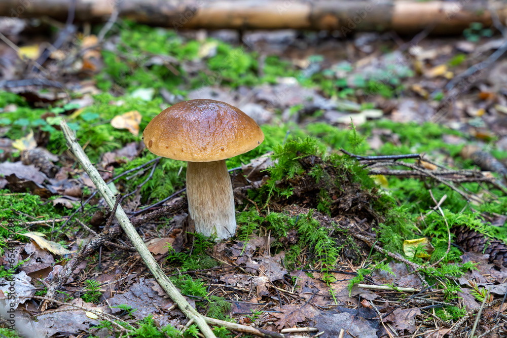 Single Boletus edulis mushroom growing in the forest. Also known as penny bun, cep, porcino or porcini