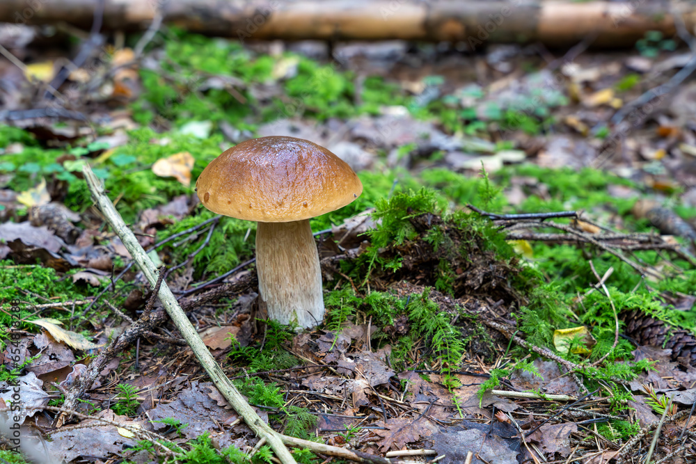 Single Boletus edulis mushroom growing in the forest. Also known as penny bun, cep, porcino or porcini Single Boletus edulis mushroom growing in the forest. Also known as penny bun, cep, porcino or porcini