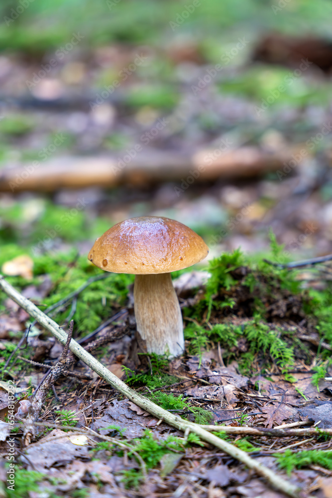 Single Boletus edulis mushroom growing in the forest. Also known as penny bun, cep, porcino or porcini Single Boletus edulis mushroom growing in the forest. Also known as penny bun, cep, porcino or porcini