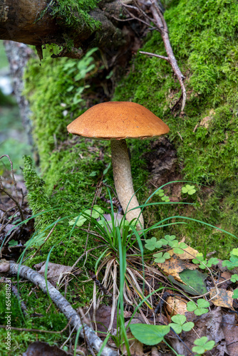 Single orange birch bolete (Leccinum versipelle) mushroom. in forest