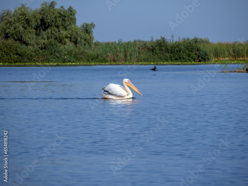 Pelican on Isac lake, Danube Delta, Romania photo