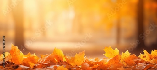 autumn landscape with yellow leaves backdrop background