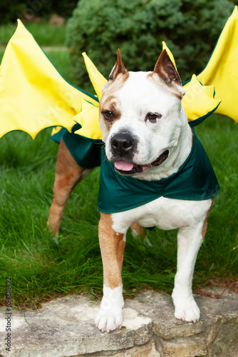 Portrait of an American pit bull terrier dressed in a dragon costume with horns and wings. Dragon is the symbol of 2024. The photo can be used for a calendar page.