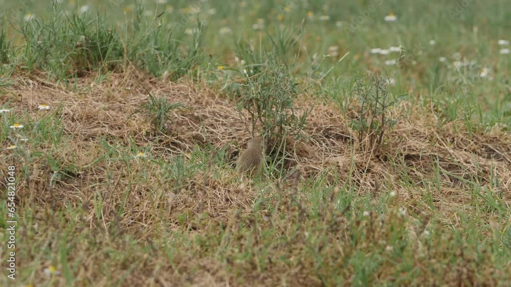 Two cute ground squirrels on the meadow in the wild. They look around for danger. Close up HQ Full HD slow motion Apple ProRes video.
Two cute ground squirrels on the meadow in the wild. They look around for danger. Close up HQ Full HD slow motion Apple ProRes video.
