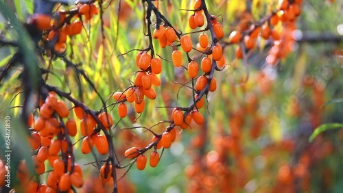 Ripe bright orange sea buckthorn berries on a tree. Harvest, autumn