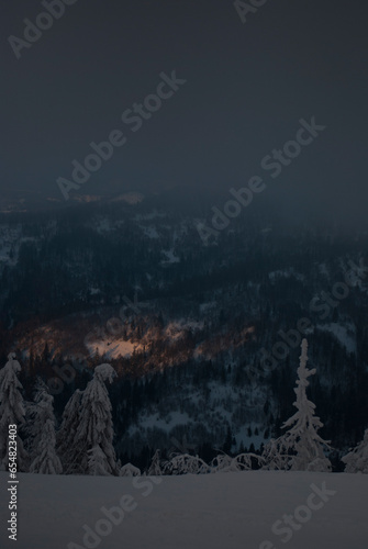 Trees with snowy branches in the forest in the evening in mountain