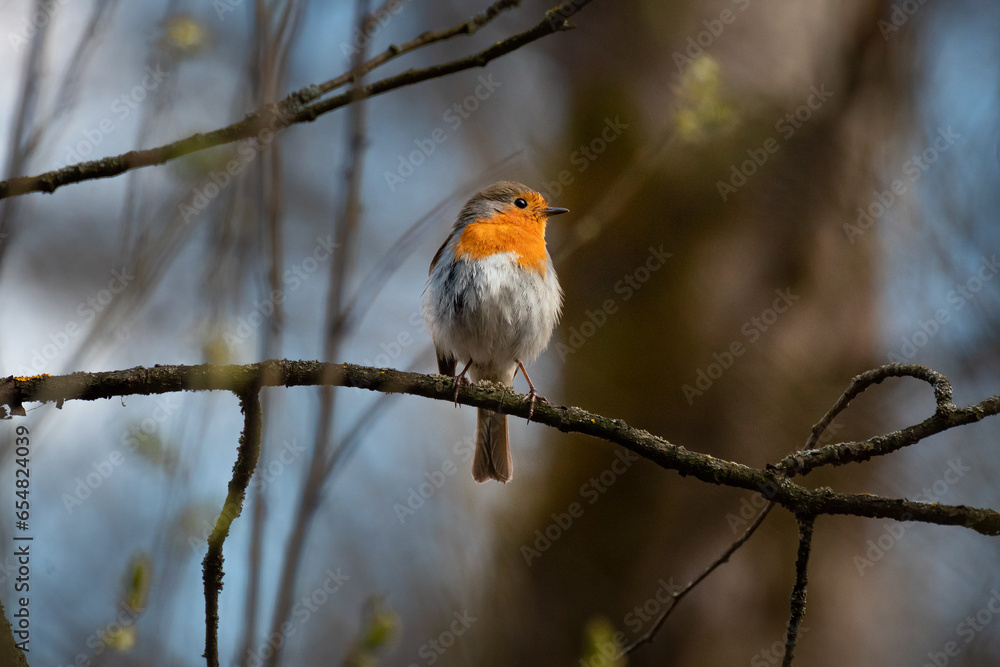 Fototapeta premium The European robin close up portrait