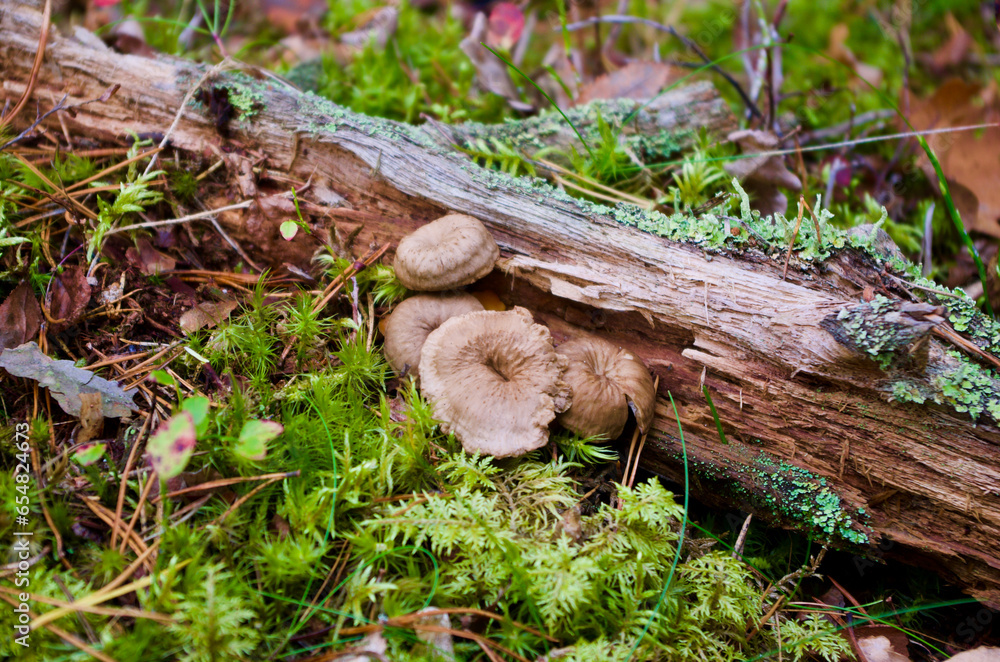 Brown funnel chanterelles growing in green moss with pine needles beside an old mossy tree branch on the ground in the forest in autumn. Brown funnel chanterelles growing in green moss with pine needles beside an old mossy tree branch on the ground in the forest in autumn.