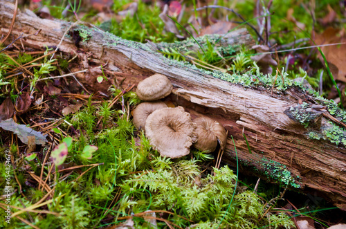 Wallpaper Mural Brown funnel chanterelles growing in green moss with pine needles beside an old mossy tree branch on the ground in the forest in autumn. Torontodigital.ca