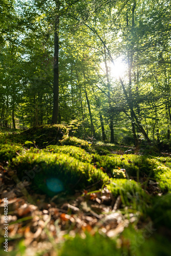 Wald bei Asel Vöhl auf dem Fledermauslehrpfad, Waldeck am Edersee in Hessen