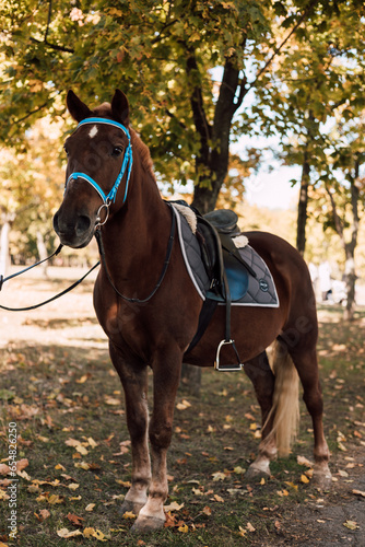 Brown horse with saddle in autumn park. Horse for riding © Ирина Санжаровская