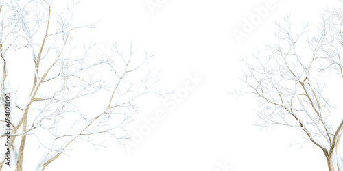 Branches with snow isolated on white background