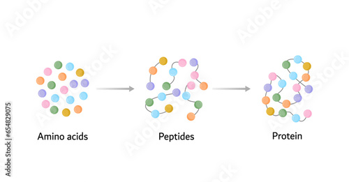 Protein, small peptide chains and single amino acids, to be absorbed into the blood stream. Vector design illustration.
