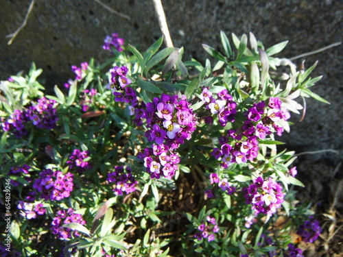 濃い紫色をしたニワナズナの花 photo