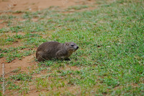 Yellow-spotted rock hyrax on African grassy field at Tsavo East National Park in Kenya