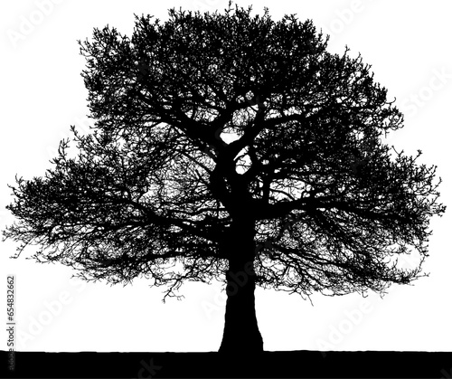 Black vector image of a silhouette of a large tree in winter, isolated on a white background.