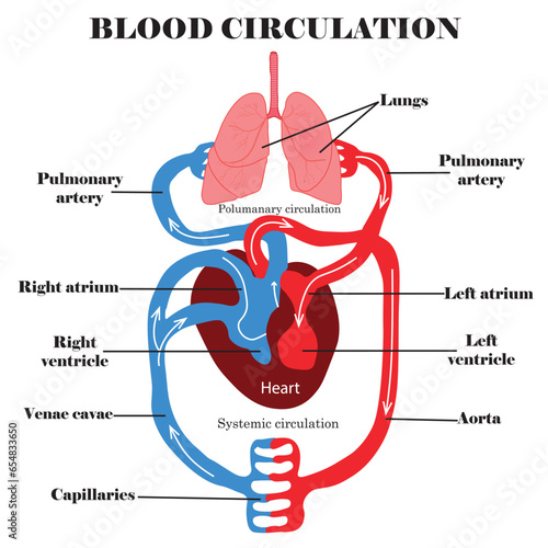 Human blood circulation system concept. Vector illustration.