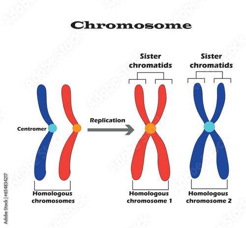 Difference between homologous chromosomes, a pair of homologous chromosomes, and also Sister chromatids.