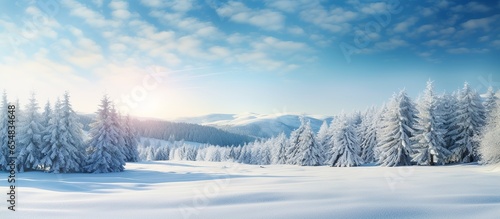 Panoramic view of winter landscape of pine trees with blue sky in morning sunlight
