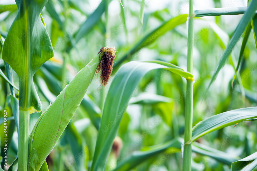 Fototapeta premium ears of corn and green leaves on a field background close-up. Corn farm. A selective focus picture of corn cob in organic corn field. concept of good harvest, agricultural