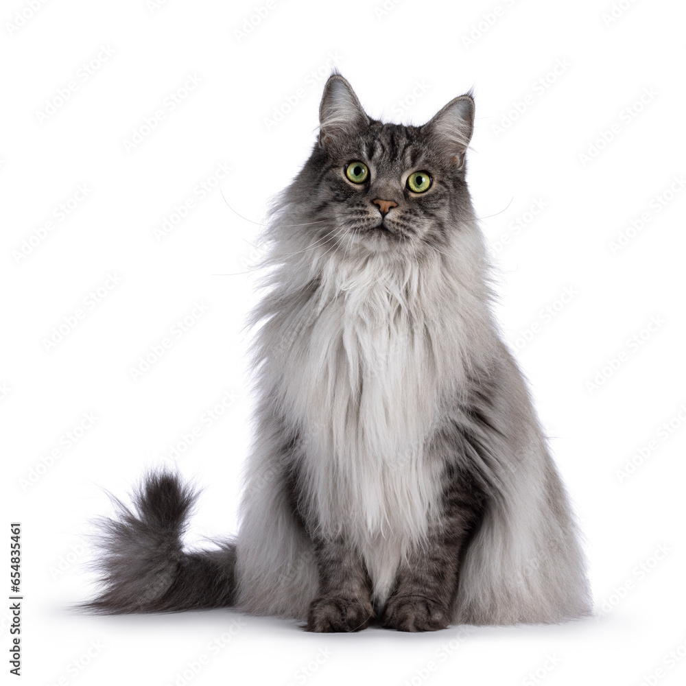 Majestic grey fluffy cat, sitting up facing front. Looking towards camera. Isolated on a white background. Majestic grey fluffy cat, sitting up facing front. Looking towards camera. Isolated on a white background.