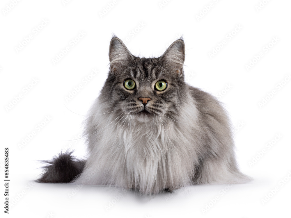 Handsome grey cat on white background