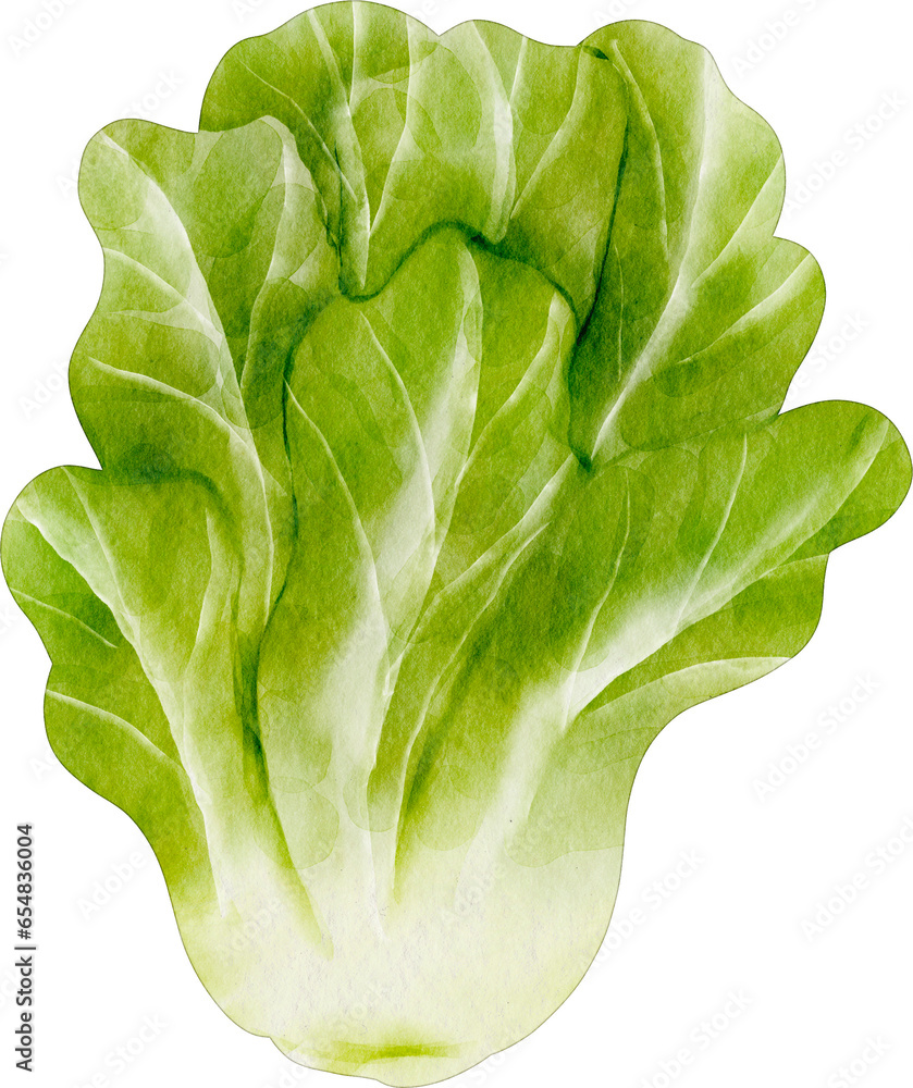 watercolor lettuce - obrazy, fototapety, plakaty 