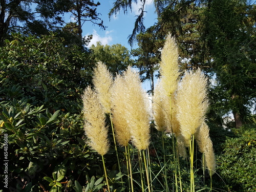  Cortaderia selloana, commonly known as pampas grass, is a flowering plant native to southern South America, including the Pampas region after which it is named. Poaceae family 