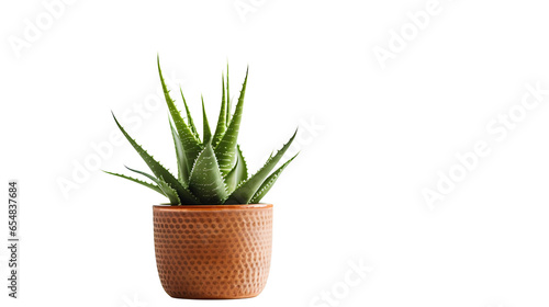 Aloe vera (Aloeaceae) avec transparence sans background