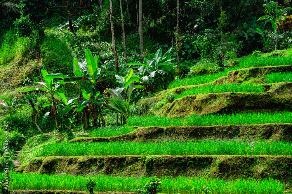 Tegalalang Rice Terrace, Bali, Indonesia Tegalalang Rice Terrace, Bali, Indonesia