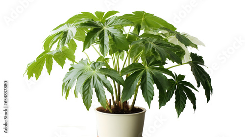 Plante Aralia du Japon (Fatsia japonica) avec transparence sans background photo