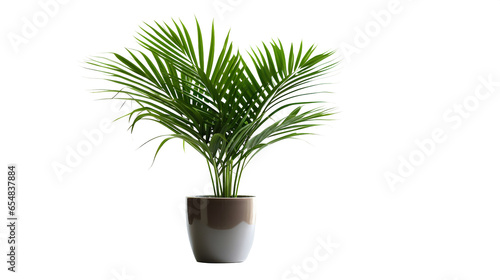 Plante Kentia (Howea forsteriana) avec transparence sans background