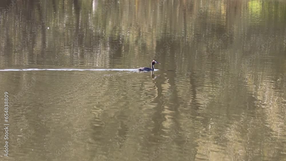 Chomga waterfowl swimming in a body of water. High quality video Chomga waterfowl swimming in a body of water. High quality video