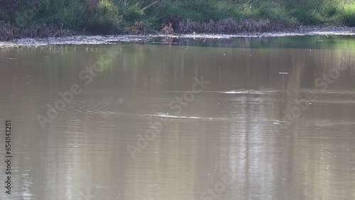 A chomga duck dives out of the water and shakes its head off. The bird is hunting for fish in the lake. High quality video photo