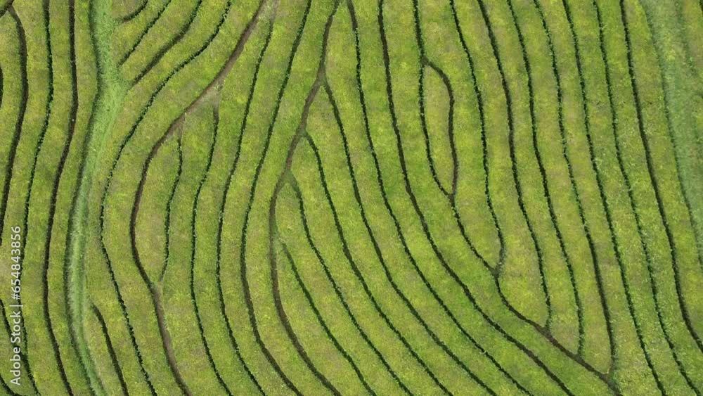Drone aerial view of the oldest tea plantation in Europe at Gorreana farm field in Sao Miguel sland, Azores, Portugal Drone aerial view of the oldest tea plantation in Europe at Gorreana farm field in Sao Miguel sland, Azores, Portugal