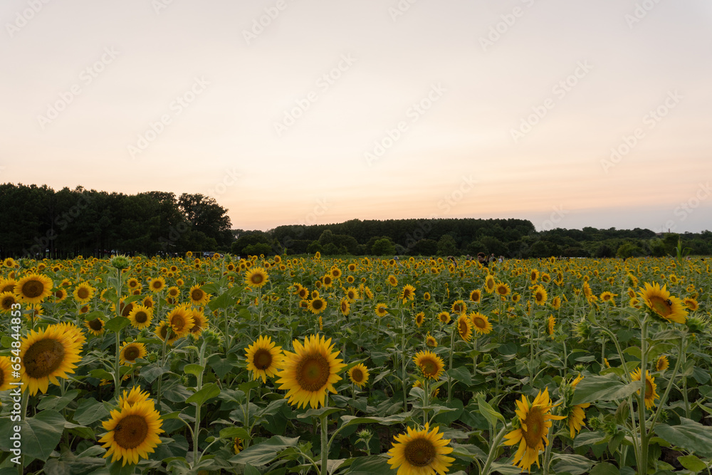 Fototapeta premium Landscape view of a field of sunflowers at sunset in summer
