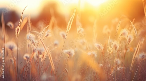 Golden evening light illuminates a grassy field of flowers creating an inspiring autumnal aesthetic