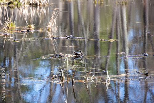 Painted Turtles (Chrysemys picta) in the Marsh photo