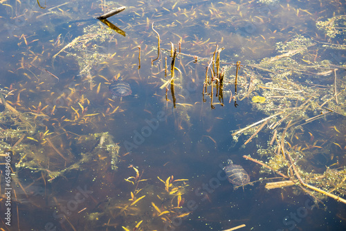 Painted Turtle (Chrysemys picta) Swimming Through Murky Water