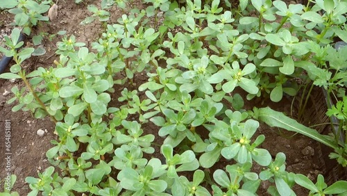 close-up of natural purslane plant, fresh purslane plant in the garden,