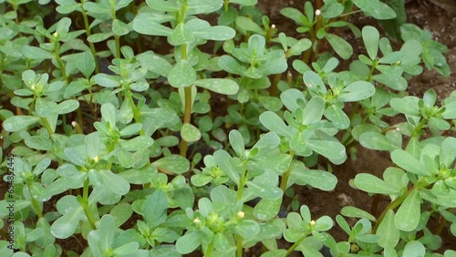 close-up of natural purslane plant, fresh purslane plant in the garden,