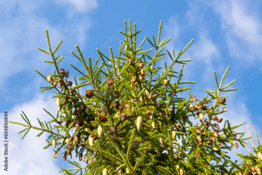 Fir-tree branches with cones. Evergreen spruce trees in a wild forest. Fir-tree branches with cones. Evergreen spruce trees in a wild forest.