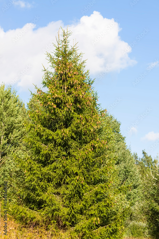 Fir-tree branches. Evergreen spruce trees in a wild forest. Fir-tree branches. Evergreen spruce trees in a wild forest.