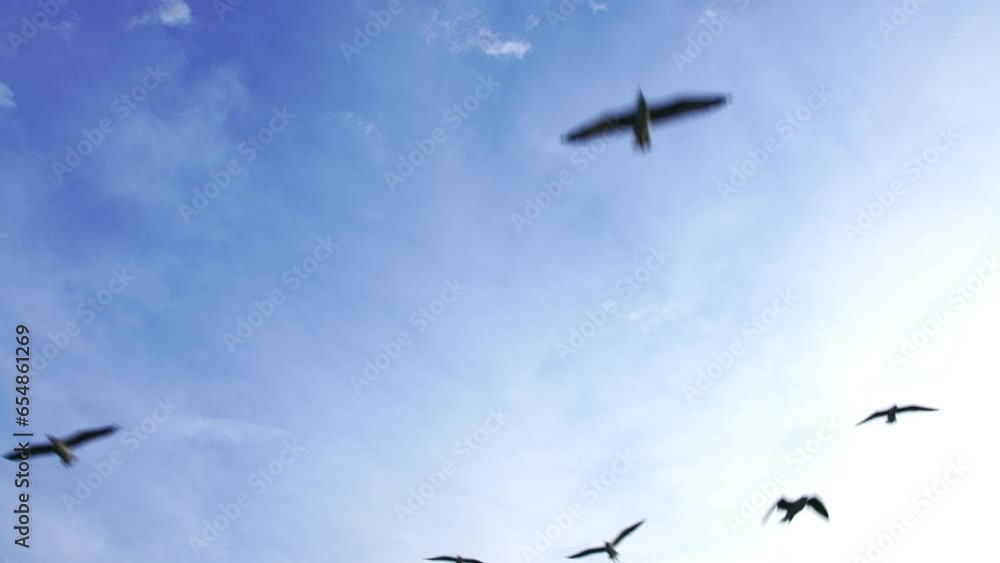 Many seagulls fly in the blue sky. slow motion. 