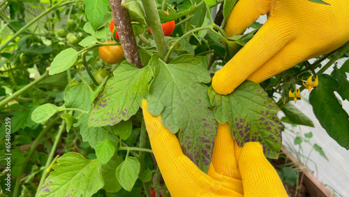 A close-up of a farmer's hands in yellow gloves, examining tomato leaves damaged by bacterial spotting. Problems of agriculture photo
