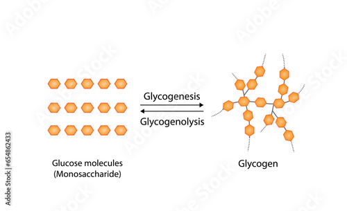 Glycogenesis, Glycolysis, Glycogenolysis. Carbohydrates Digestion. Glycogen and glucose Sugar Formation. Scientific Diagram. Liver and Muscle cells. Vector Illustration. photo